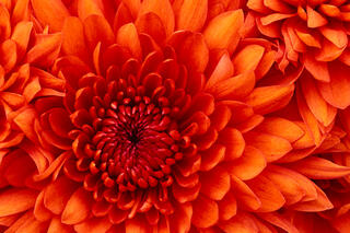 Chrysanthemum26